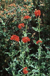 Mormors blommande favoriter - Vi i Villa