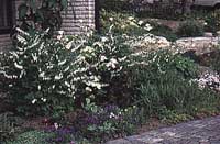 Mormors blommande favoriter - Vi i Villa