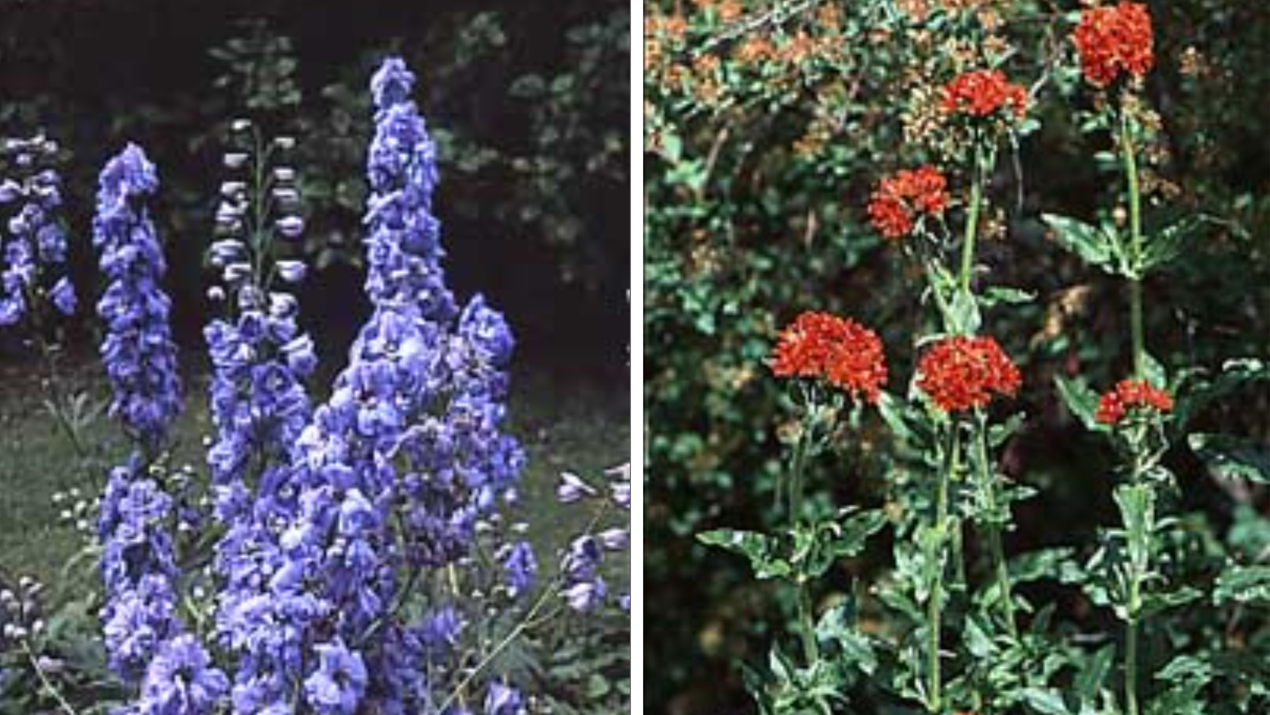 Det finns många lättskötta trädgårdsklassiker som börjar bli populära igen. Här är några exempel.