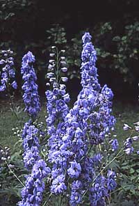 Mormors blommande favoriter - Vi i Villa