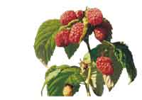 Härliga hallon - Vi i Villa