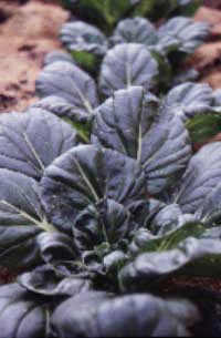 Odla asiatiska grönsaker - Vi i Villa