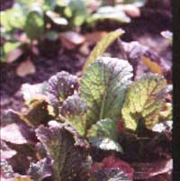 Odla asiatiska grönsaker - Vi i Villa