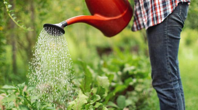 Du kan inte skämma bort växter med vatten, men att vattna på fel sätt gör större skada än nytta.