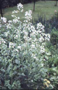 Odla asiatiska grönsaker - Vi i Villa