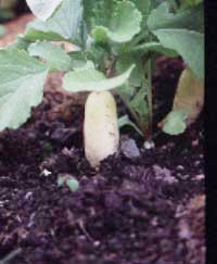 Odla asiatiska grönsaker - Vi i Villa