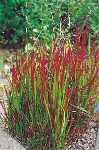 Upptäck prydnadsgräsen! - Vi i Villa