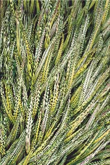 Upptäck prydnadsgräsen! - Vi i Villa