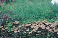 Upptäck prydnadsgräsen! - Vi i Villa