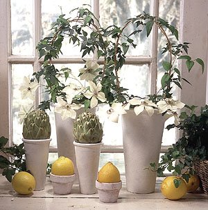 Ljus i mörkret för krukväxterna - Vi i Villa