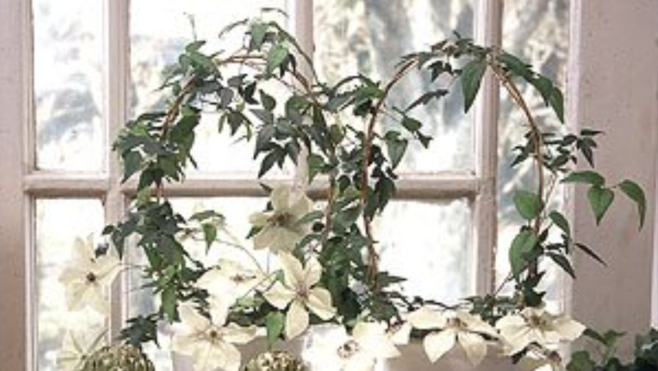 Nu är det en hård kamp för våra krukväxter att överleva på det lilla ljus dagarna erbjuder.  Men du kan hjälpa dem.