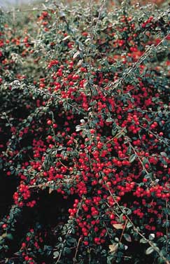 Buskar med färgstarka bär piggar upp din trädgård - Vi i Villa