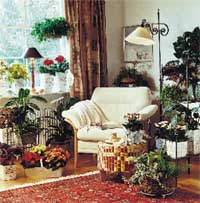 Så klarar du krukväxterna i vinter - Vi i Villa