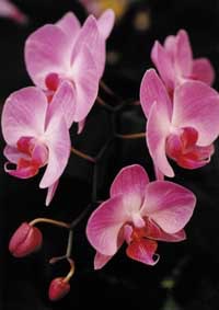 Orkidéer – lättare än du tror - Vi i Villa