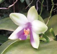 Orkidéer – lättare än du tror - Vi i Villa