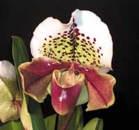 Orkidéer – lättare än du tror - Vi i Villa