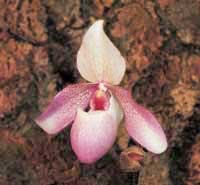 Orkidéer – lättare än du tror - Vi i Villa