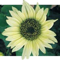 Årets frönyheter 2002 - Vi i Villa