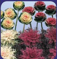 Årets frönyheter 2002 - Vi i Villa