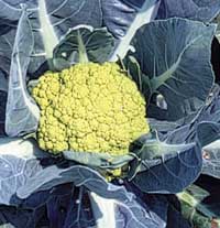 Fler frönyheter 2002 - Vi i Villa