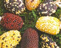 Årets frönyheter 2002 - Vi i Villa