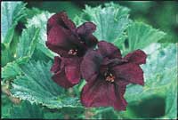 Pelargonerna – en udda färgklick i trädgården - Vi i Villa