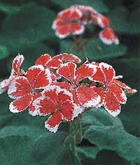 Pelargonerna – en udda färgklick i trädgården - Vi i Villa