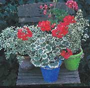 Pelargonerna – en udda färgklick i trädgården - Vi i Villa