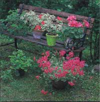 Pelargonerna – en udda färgklick i trädgården - Vi i Villa