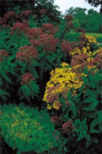 Locka fjärilar till din täppa - Vi i Villa