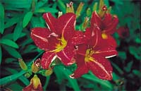 Sätt färg på rabatten! - Vi i Villa