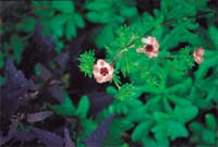 Sätt färg på rabatten! - Vi i Villa