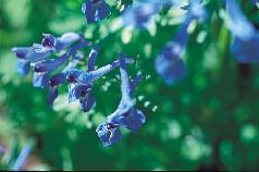 Sätt färg på rabatten! - Vi i Villa