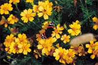 Locka fjärilar till din täppa - Vi i Villa