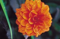 Sätt färg på rabatten! - Vi i Villa