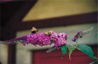 Locka fjärilar till din täppa - Vi i Villa