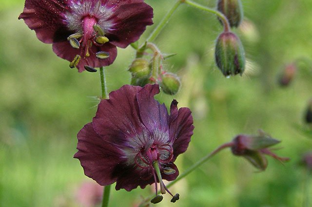 Ofta glöms trädgårdens skuggigare partier bort. Men det är faktiskt så att i skuggan blommar trädgårdens vackraste juveler