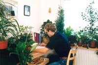 Mycket grönt ger bättre inomhusluft - Vi i Villa