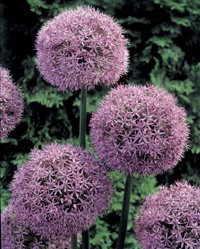 Planera för en blommande vår - Vi i Villa