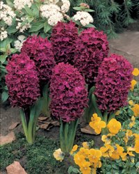 Planera för en blommande vår - Vi i Villa