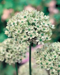 Planera för en blommande vår - Vi i Villa