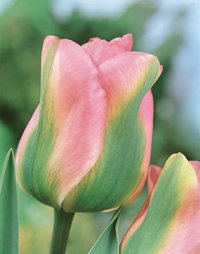 Planera för en blommande vår - Vi i Villa