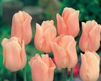 Planera för en blommande vår - Vi i Villa