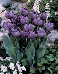 Planteringsråd för vårlökar - Vi i Villa