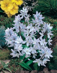 Planera för en blommande vår - Vi i Villa