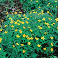 Planera för en blommande vår - Vi i Villa