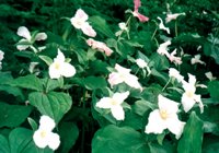 Planera för en blommande vår - Vi i Villa