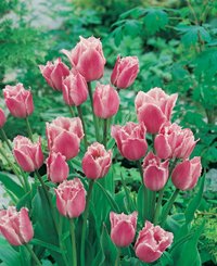 Planera för en blommande vår - Vi i Villa