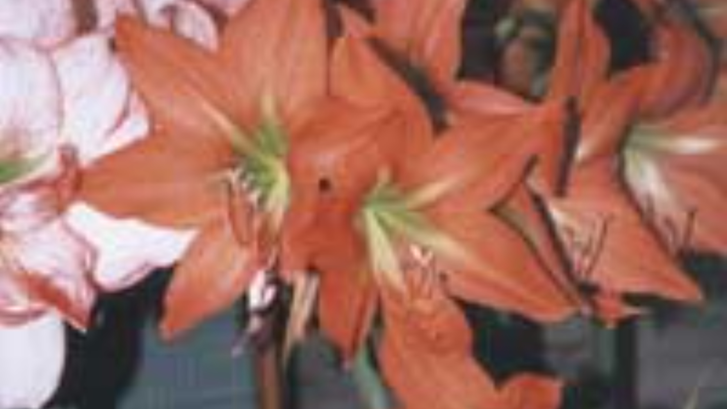 Från torra knastriga lökar till ståtligt blommande skönheter på bara några veckor.