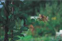 Barnsäker trädgård - Vi i Villa